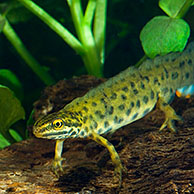 Kleine watersalamander (Lissotriton vulgaris / Triturus vulgaris), België
