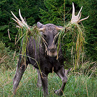 Eland stier (Alces alces) in de taiga in de herfst, Värmland, Zweden
 