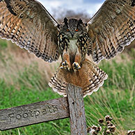 Oehoe (Bubo bubo) landend met gespreide vleugels op paal in grasland, Engeland, UK
