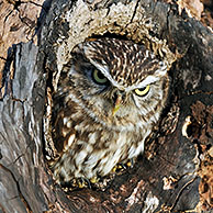 Steenuil (Athene noctua) in nest in boomholte, Engeland, UK

