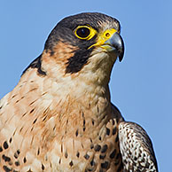Slechtvalk (Falco peregrinus) vliegend

