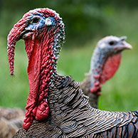 Mannetje kalkoen (Meleagris gallopavo) met wijfjes, België
