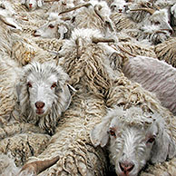 Kudde Angora geiten (Capra hircus) voor de productie van mohair wol in Lesotho, Afrika