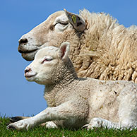 Schaap (Ovis aries) witte ooi met lam, Duitsland
