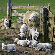 Texelse schaap (Ovis aries) ooi met lammetjes binnen omheining in weiland, Texel, Nederland
