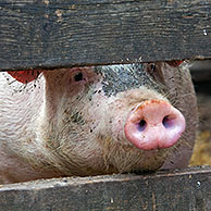 Twee nieuwsgierig varkens (Sus scrofa domesticus) kijkt door planken van houten afsluiting, Duitsland
