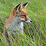 Rode vos (Vulpes vulpes) zittend in hoog gras in weiland, Nederland
