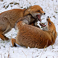 Twee vossen (Vulpes vulpes) vechten in de sneeuw in winter, Italië

