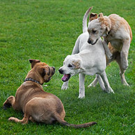 Jonge honden (Canis lupus familiaris) spelen in tuin 

