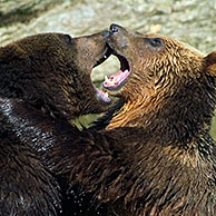 Europese bruine beren (Ursus arctos) vechtend in meer