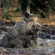 Everzwijn (Sus scrofa) bedekt met modder neemt modderbad in modderpoel, Ardennen, België

