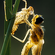 Geboorte van een libelle-imago, Vloetemveld, Zedelgem, België
