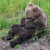 Jong van Europese bruine beer (Ursus arctos) poetst pels, Zweden 

