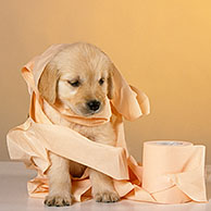 Golden retriever (Canis lupus familiaris) puppy spelend met rol toiletpapier
