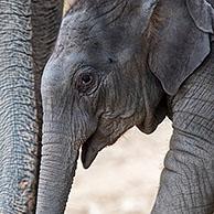 Drie weken oud kalf van Aziatische olifant (Elephas maximus) 