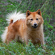 Nordic Spitz / Norrbottenspets (Canis lupus familiaris), jachthond uit Zweden
