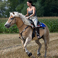 Vrouw rijdt op Haflinger / Avelignese paard (Equus caballus) in veld, België
