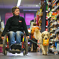 Mindervalide in rolstoel winkelt in supermarkt met Labrador hulphond, België

