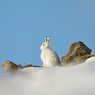 Sneeuwhaas (Lepus timidus) in de sneeuw in winter, Cairngorms, Schotland, UK.
For sale only in Belgium and Germany