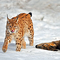 Euraziatische lynx / los (Lynx lynx) met gedode ree in de sneeuw in winter, Beierse Woud, Duitsland
