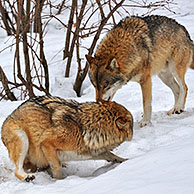 Ondergeschikte Europese wolf (Canis lupus) met staart tussen de poten in de sneeuw in winter, Beierse Woud, Duitsland
