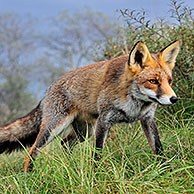 Rode vos (Vulpes vulpes) in grasland aan bosrand, Nederland
