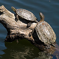 Moorse beekschildpadden (Mauremys leprosa) zonnebadend op boomstronk in meer, Extremadura, Spanje
