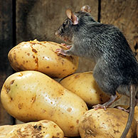 Zwarte rat (Rattus rattus) op stapel aardappelen in schuur, België
