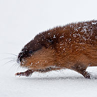 Muskusrat / bisamrat (Ondatra zibethicus) lopend in de sneeuw in winter, Duitsland
