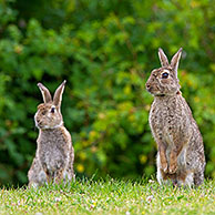 Alerte Europees konijnen (Oryctolagus cuniculus) opzittend in veld
