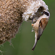 Buidelmees (Remiz pendulinus) bouwt nest in boom, Duitsland
