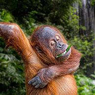 Sumatraanse orang-oetan (Pongo abelii)