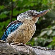 Blauwvleugelkookaburra / blauwvleugelijsvogel (Dacelo leachii)