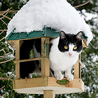 Huiskat (Felis catus) in vogel voederplank in tuin in de sneeuw in winter
