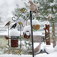 Zangvogels op voederplek in de sneeuw tijdens sneeuwbui in tuin in de winter

