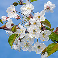 Bloesem van zoete kers (Prunus avium), Haspengouw, België

