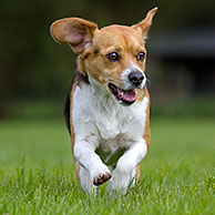Beagle rennend in tuin

