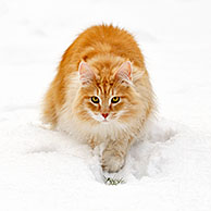 Noorse boskat (Felis catus) besluipt prooi in de sneeuw in winter, Nederland
