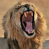 Afrikaanse leeuw (Panthera leo) geeuwend in de Kalahari woestijn, Zuid-Afrika
