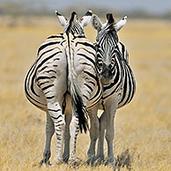 Burchell zebra's (Equus quagga burchellii) rustend op de savanne, Etosha Nationaal Park, Namibië

