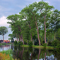 Populieren (Populus sp.) langs de Damse vaart te Sluis, Nederland
