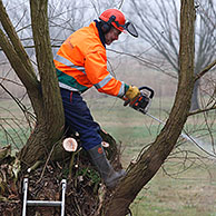 Vrijwilligers snoeien wilgen tijdens beheerswerken in natuurgebied, België
