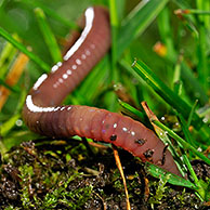 Regenworm (Lumbricus terrestris) in grasland, België