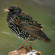 Spreeuw (Sturnus vulgaris) in de sneeuw
