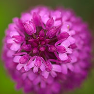 Hondskruid (Anacamptis pyramidalis)
