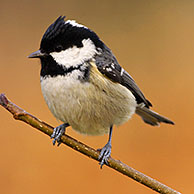Zwarte mees (Parus ater) op tak, België

