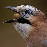 Gaai (Garrulus glandarius) met eikel in bek, België
