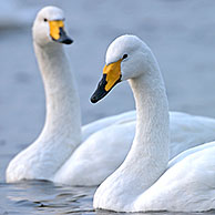 Wilde zwanen (Cygnus cygnus) zwemmend in meer
