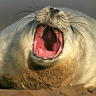 Juveniele Grijze zeehond (Halichoerus grypus) op strand, UK
