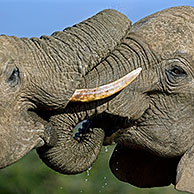 Twee Afrikaanse olifanten (Loxodonta africana) spelend met slurf in het Addo Elephant Nationaal Park, Zuid-Afrika

